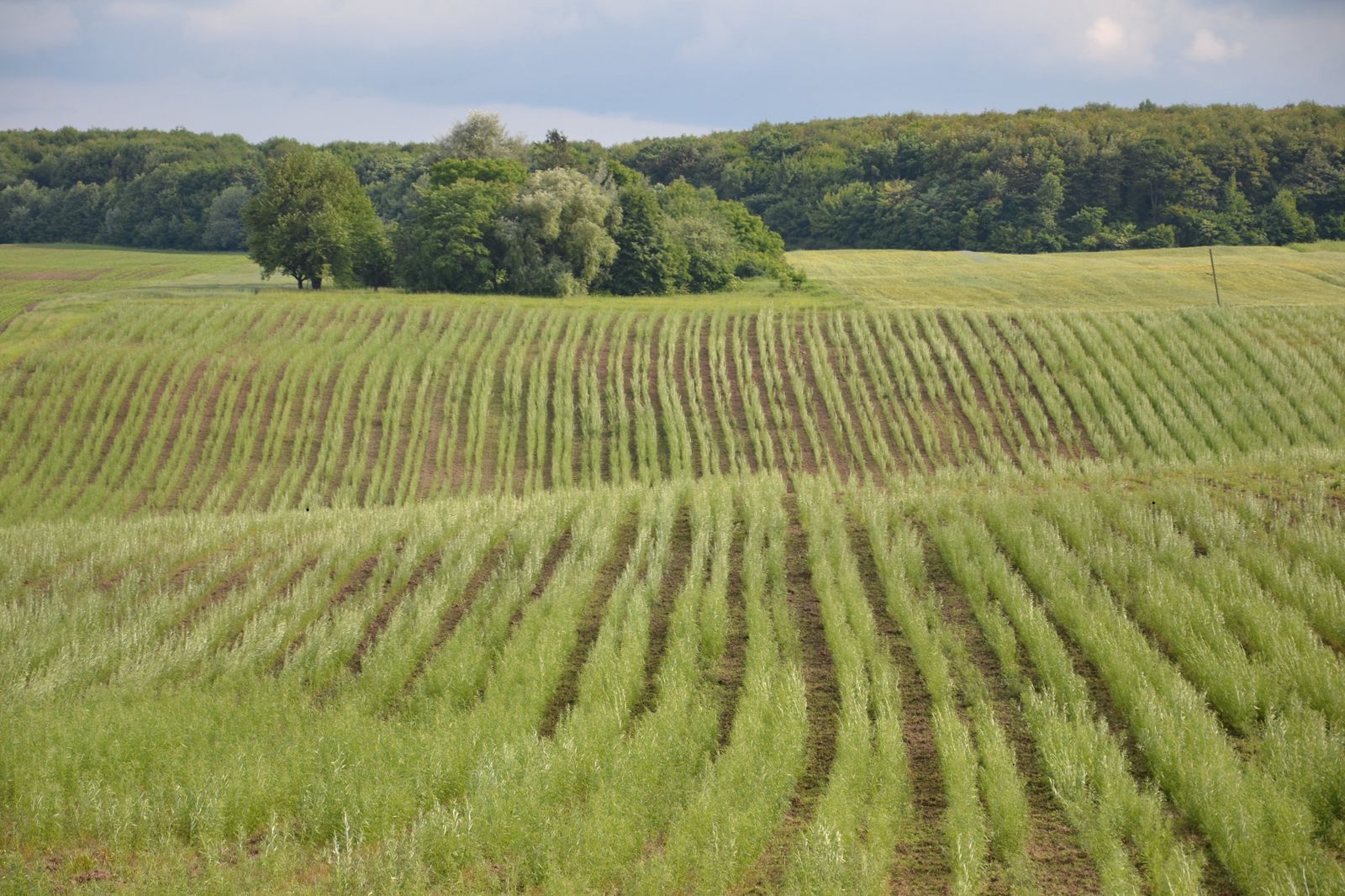 Замість дорогого газу. Як верба може врятувати громади від холоду взимку